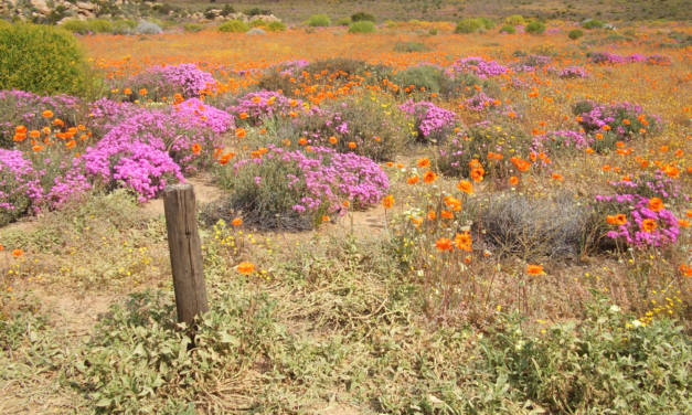 contemplating nature’s beauty with wonder and awe. lent day 24