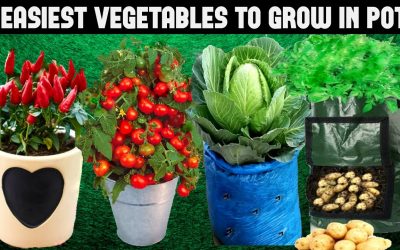 GROWING GREEN – PRAISE GOD!