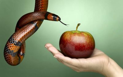 WHY DO WE FALL INTO TEMPATION?