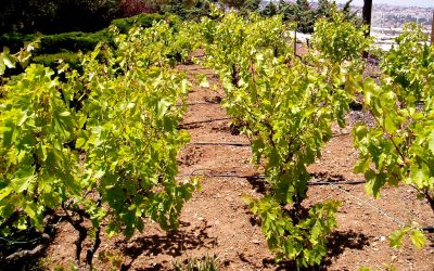 SEASON OF CREATION SEPTEMBER 2