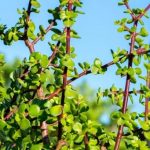 SEASON OF CREATION. SEPTEMBER 17