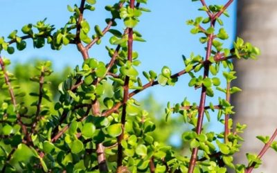 SEASON OF CREATION. SEPTEMBER 17