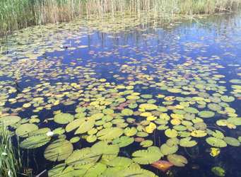 ADVENT. ST FRANCIS CANTICLE AND SISTER WATER