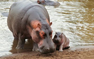 CO-CREATION WITH THE CREATOR,  THE WONDERS OF REPRODUCTION IN NATURE.  by Toni Rowland    