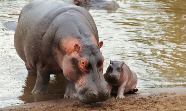 CO-CREATION WITH THE CREATOR,  THE WONDERS OF REPRODUCTION IN NATURE.  by Toni Rowland    