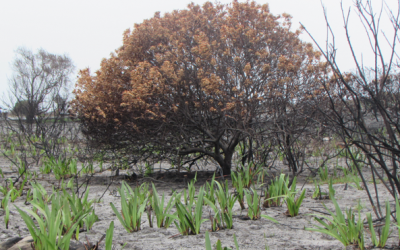 5TH SUNDAY OF LENT A. LAZARUS DEATH AND LIFE