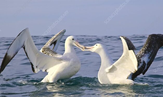 SEASON OF CREATION. SEPTEMBER 3. THE BEAUTY OF COUPLE LOVE