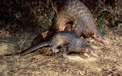 PANGOLINS, THE MOST TRAFFICKED MAMMAL YOU’VE NEVER HEARD OF