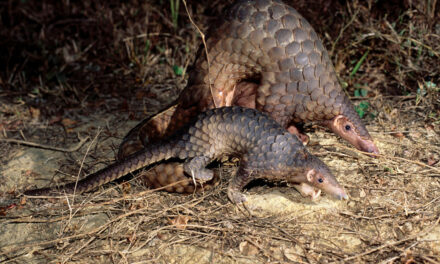 PANGOLINS, THE MOST TRAFFICKED MAMMAL YOU’VE NEVER HEARD OF