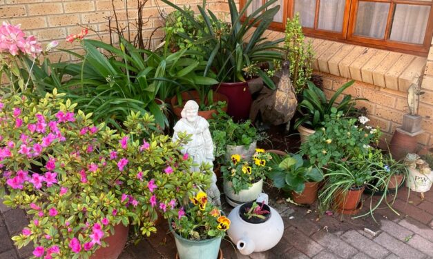 SEASON OF CREATION. 4 OCTOBER FINAL DAY. ST FRANCIS