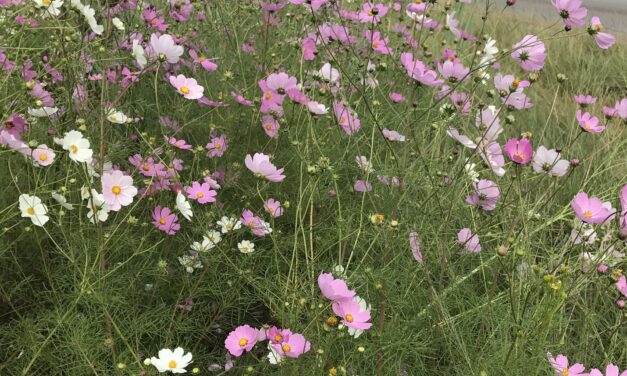 EASTER SATURDAY – EASTER VIGIL