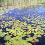 LIVING WATER. SEASON OF CREATION. PRAYER REFLECTION
