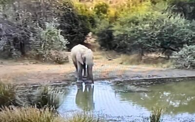 SEASON OF CREATION.  CONSERVATION CONVERSATION AND THOUGHT FOR 3 SEPTEMBER.   