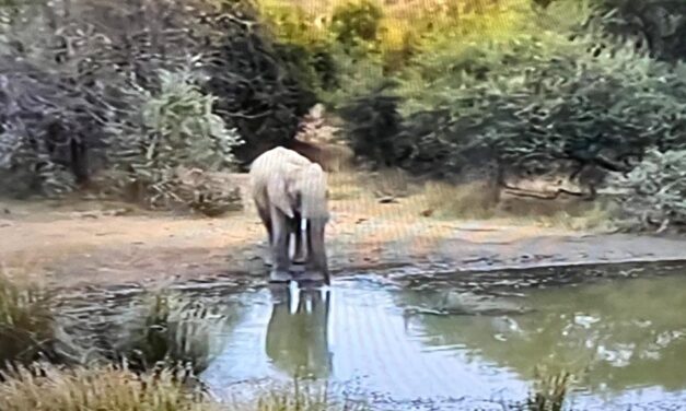 SEASON OF CREATION.  CONSERVATION CONVERSATION AND THOUGHT FOR 3 SEPTEMBER.   