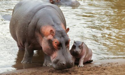 SEASON OF CREATION.  EACH ONE TEACH ONE