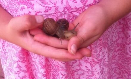 SEASON OF CREATION.   ECO-FRIENDLY FAMILIES