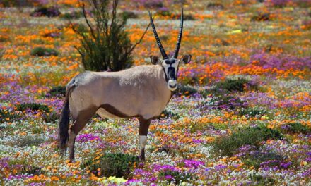 SEASON OF CREATION.   ALL CREATURES MATTER