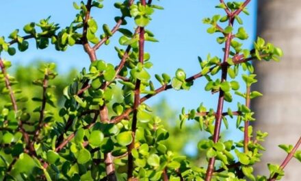 SEASON OF CREATION. LOCAL IS LEKKER