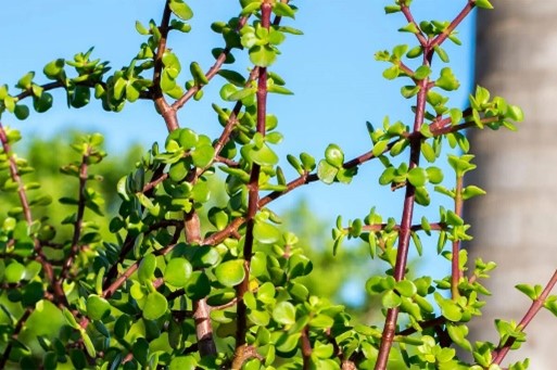 SEASON OF CREATION. LOCAL IS LEKKER