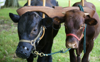 SEASON OF CREATION.   ANIMAL FARMING