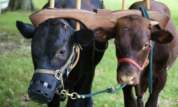 SEASON OF CREATION.   ANIMAL FARMING