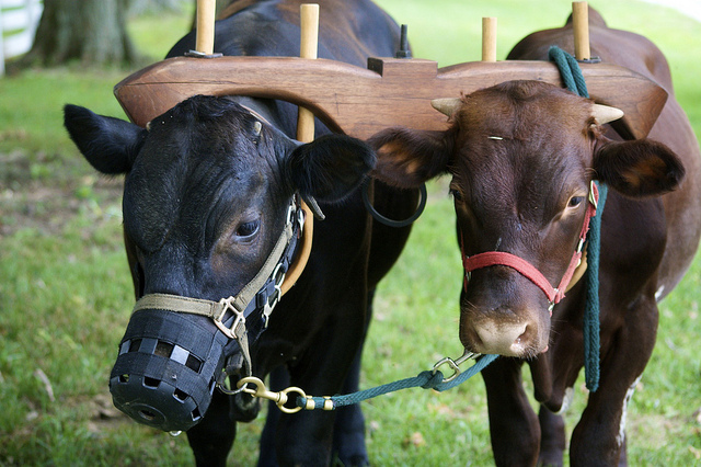 SEASON OF CREATION.   ANIMAL FARMING