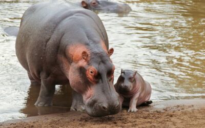 LENT. YEAR OF ST FRANCIS.  THE HOWS AND WHATS OF FAMILY.