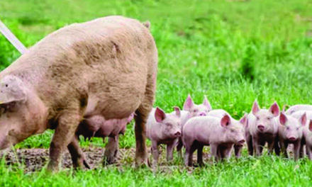 LENT YEAR OF ST FRANCIS.   FAMILY RELATIONSHIPS IN NATURE