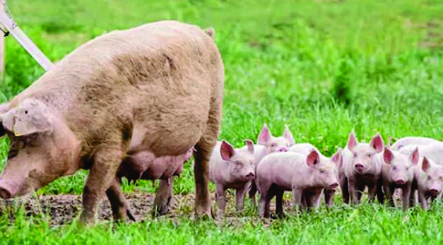 LENT YEAR OF ST FRANCIS.   FAMILY RELATIONSHIPS IN NATURE