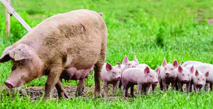 LENT YEAR OF ST FRANCIS.   FAMILY RELATIONSHIPS IN NATURE