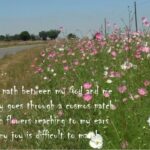 LENT. YEAR OF ST FRANCIS.  NATURE AS A REVELATION OF GOD