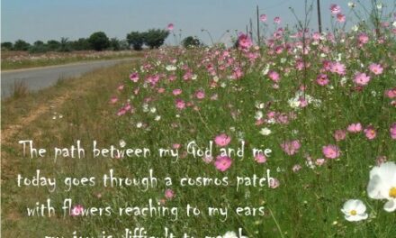 LENT. YEAR OF ST FRANCIS.  NATURE AS A REVELATION OF GOD