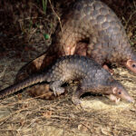 LENT YEAR OF ST FRANCIS.  REFLECTING ON CREATION WITH ST FRANCIS FOR “24 HOURS FOR THE LORD.”