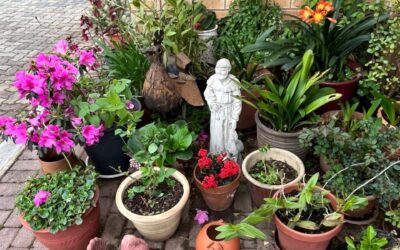 THOUGHT FOR THE DAY.   GO GREEN – GROW GREEN