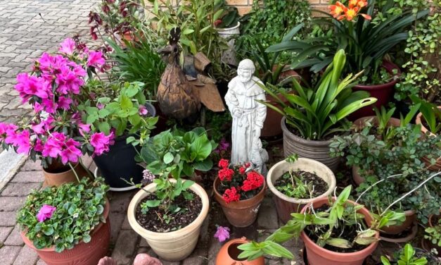 THOUGHT FOR THE DAY. GO GREEN – GROW GREEN