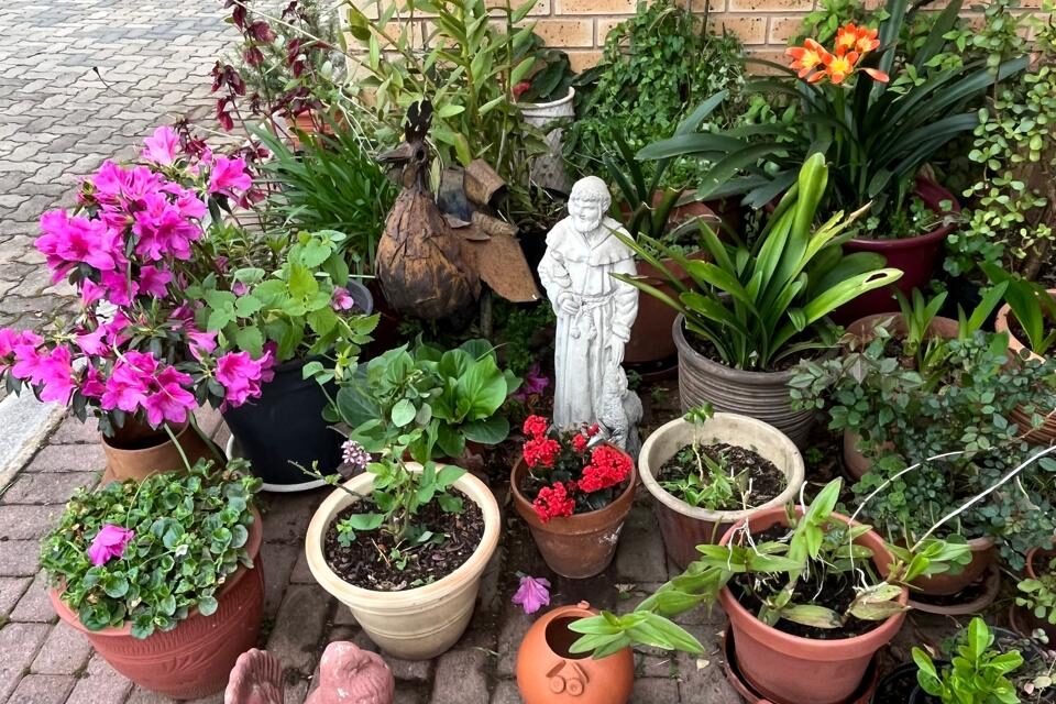 THOUGHT FOR THE DAY.   GO GREEN – GROW GREEN