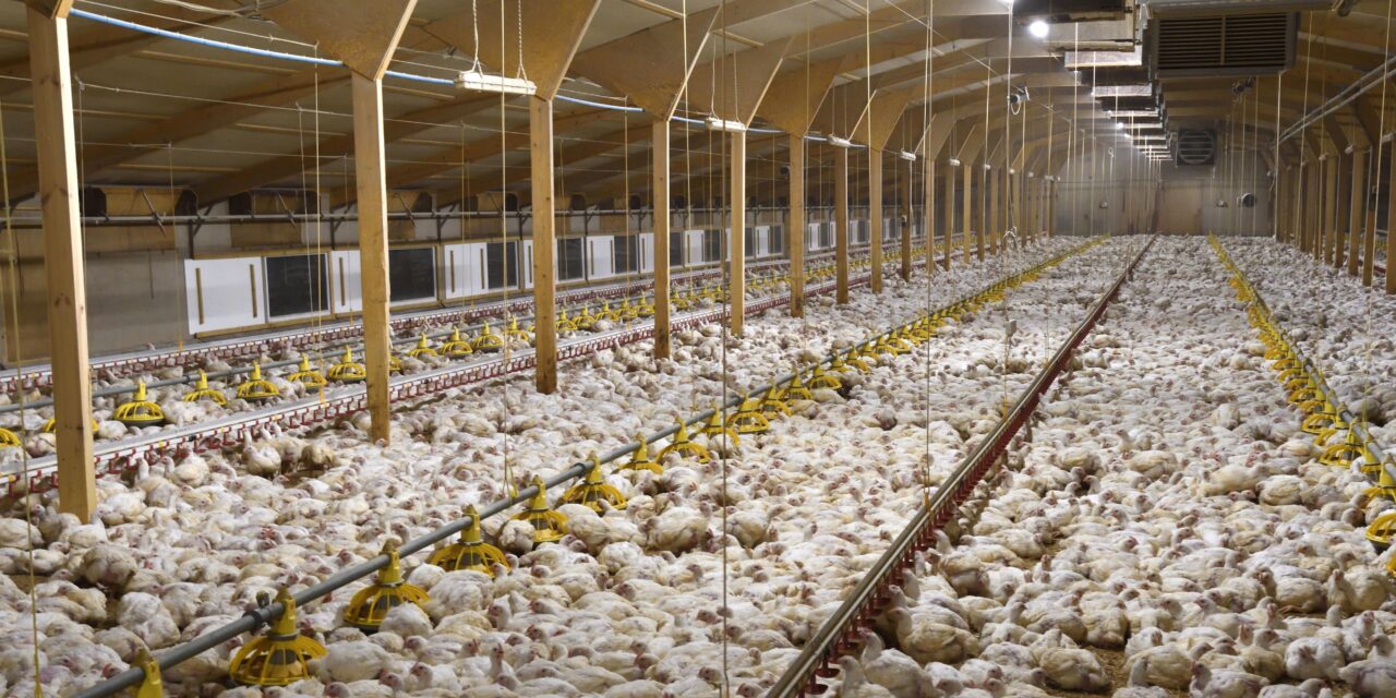 THOUGHT FOR THE DAY. SEASON OF CREATION. ANIMAL FARMING.