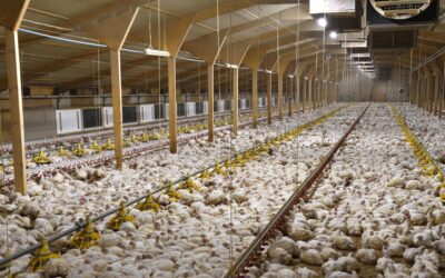 THOUGHT FOR THE DAY. SEASON OF CREATION. ANIMAL FARMING.