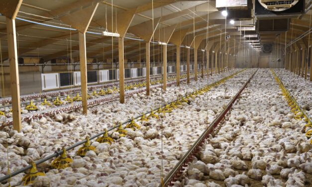 THOUGHT FOR THE DAY. SEASON OF CREATION. ANIMAL FARMING.