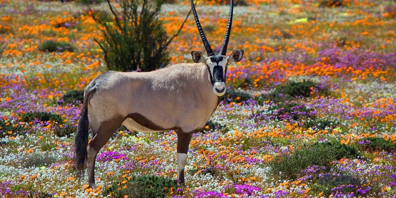 SEASON OF CREATION. ALL CREATURES MATTER