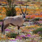 SEASON OF CREATION. ALL CREATURES MATTER