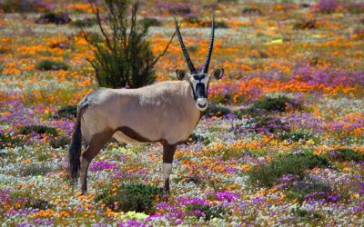 SEASON OF CREATION. ALL CREATURES MATTER